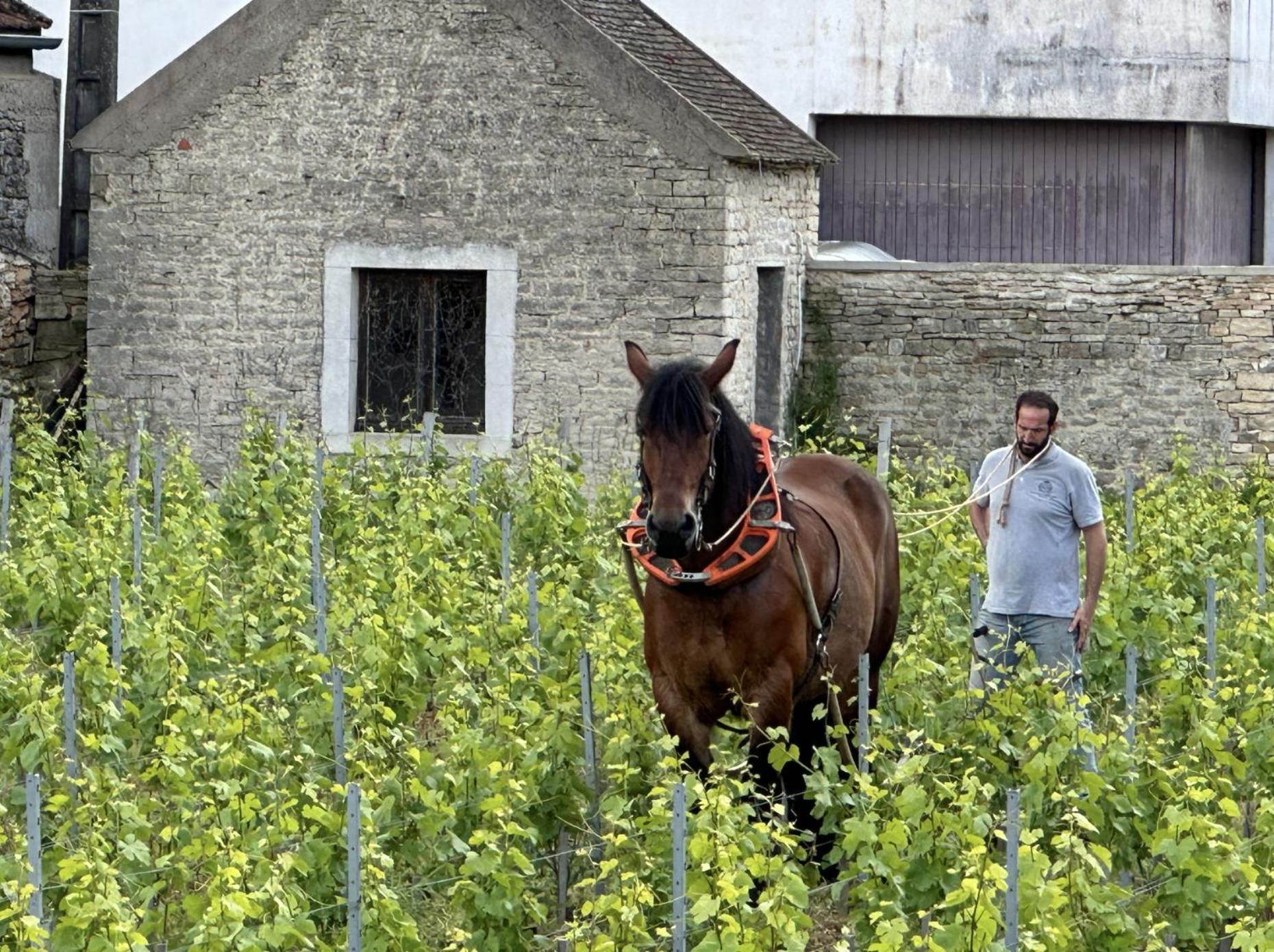 Particulier Adults Only Les Reveries Du Clos Degustation Et Diner Sur Reservation Pommard
